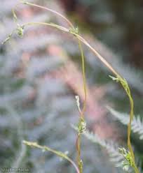Attēlu rezultāti vaicājumam “Fallopia dumetorum fruit”