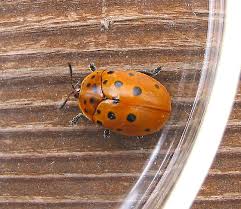 Attēlu rezultāti vaicājumam “Chrysomelidae”