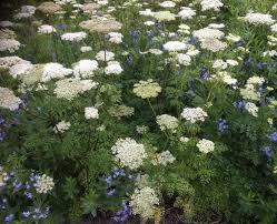 Attēlu rezultāti vaicājumam “Cenolophium denudatum”