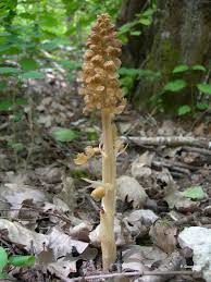 Attēlu rezultāti vaicājumam “Neottia nidus-avis”