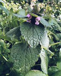 Attēlu rezultāti vaicājumam “Lamium purpureum leaf”