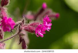 Attēlu rezultāti vaicājumam “Silene dioica flower”