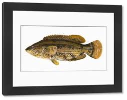 Image result for Symphodus bailloni