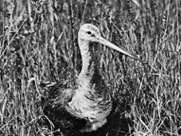 Attēlu rezultāti vaicājumam “Limosa lapponica”