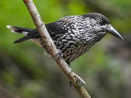 Attēlu rezultāti vaicājumam “Nucifraga caryocatactes adult”