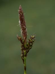 Attēlu rezultāti vaicājumam “Carex caryophyllea fruit”