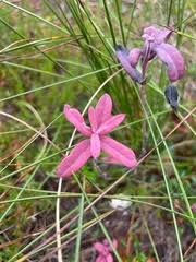 Attēlu rezultāti vaicājumam “Exobasidium splendidum”