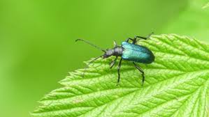 Attēlu rezultāti vaicājumam “Cerambycidae”