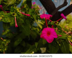 Attēlu rezultāti vaicājumam “Viola mirabilis flower”