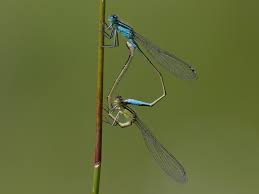 Attēlu rezultāti vaicājumam “Ischnura elegans”