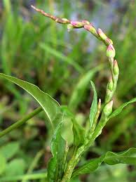 Attēlu rezultāti vaicājumam “Persicaria hydropiper”