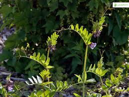 Attēlu rezultāti vaicājumam “Vicia sepium leaf”