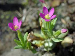 Attēlu rezultāti vaicājumam “Centaurium littorale flower”