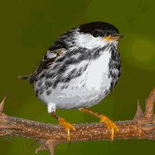 Image result for Dendroica striata