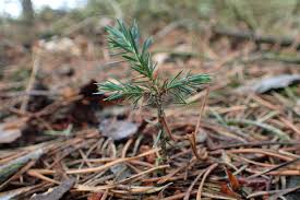 Attēlu rezultāti vaicājumam “Juniperus communis female flower”
