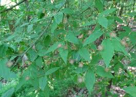 Attēlu rezultāti vaicājumam “Euonymus verrucosus leaf”