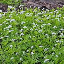 Image result for Galium odoratum