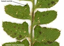 Attēlu rezultāti vaicājumam “Polystichum braunii”