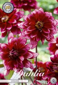 Image result for Dahlia Darkarin`