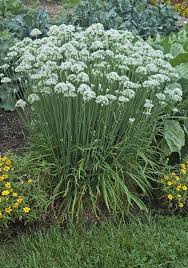 Image result for Allium tuberosum