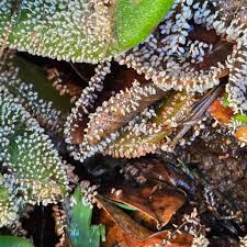 Attēlu rezultāti vaicājumam “Diachea leucopodia stalked”