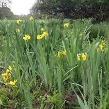 Attēlu rezultāti vaicājumam “Iris pseudacorus”