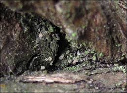 Attēlu rezultāti vaicājumam “Coenogonium pineti”