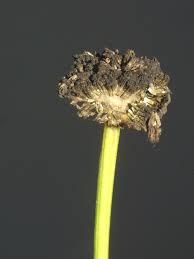 Attēlu rezultāti vaicājumam “Leucanthemum vulgare leaf”