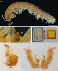 Attēlu rezultāti vaicājumam “Ommatoiulus vilnensis”