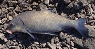 Image result for Ictiobus niger