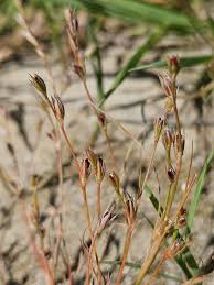 Attēlu rezultāti vaicājumam “Juncus bufonius fruit”