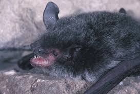 Attēlu rezultāti vaicājumam “Myotis sp.”