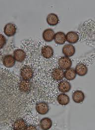 Attēlu rezultāti vaicājumam “Physarum luteolum”