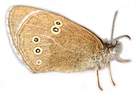 Attēlu rezultāti vaicājumam “Aphantopus hyperantus”