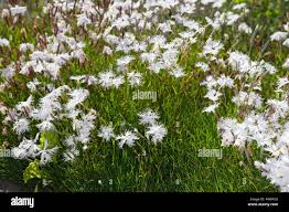 Attēlu rezultāti vaicājumam “Dianthus arenarius bud”