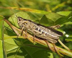 Attēlu rezultāti vaicājumam “Orthoptera”