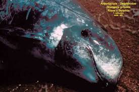 Image result for Grampus griseus