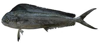 Image result for Coryphaena hippurus