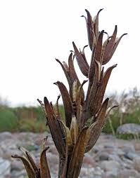 Attēlu rezultāti vaicājumam “Oenothera rubricauli flower”
