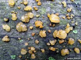 Attēlu rezultāti vaicājumam “Dacrymyces stillatus”