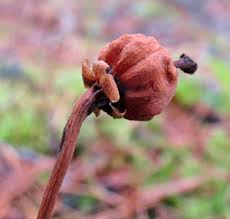 Attēlu rezultāti vaicājumam “Oenothera rubricauli bud”
