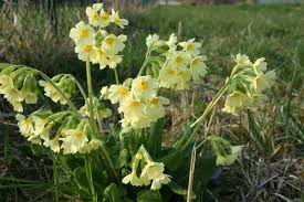 Image result for Schlüsselblumen