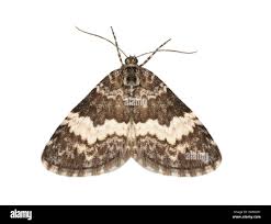 Attēlu rezultāti vaicājumam “Spargania luctuata”