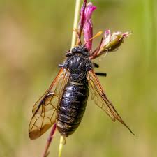Attēlu rezultāti vaicājumam “Cimbex femoratus imago”