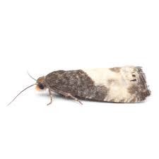 Attēlu rezultāti vaicājumam “Notocelia cynosbatella”