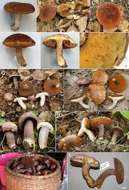 Attēlu rezultāti vaicājumam “Sutorius luridiformis”