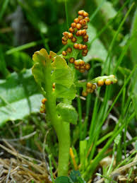 Attēlu rezultāti vaicājumam “Botrychium lunaria”