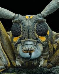 Attēlu rezultāti vaicājumam “Colloderma robustum macro”