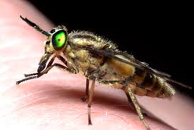 Attēlu rezultāti vaicājumam “Chrysops”