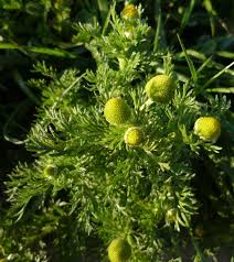 Attēlu rezultāti vaicājumam “Matricaria discoidea”